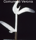 Arma da lancio delle tribù Nazkara