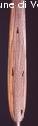Lancia Masai